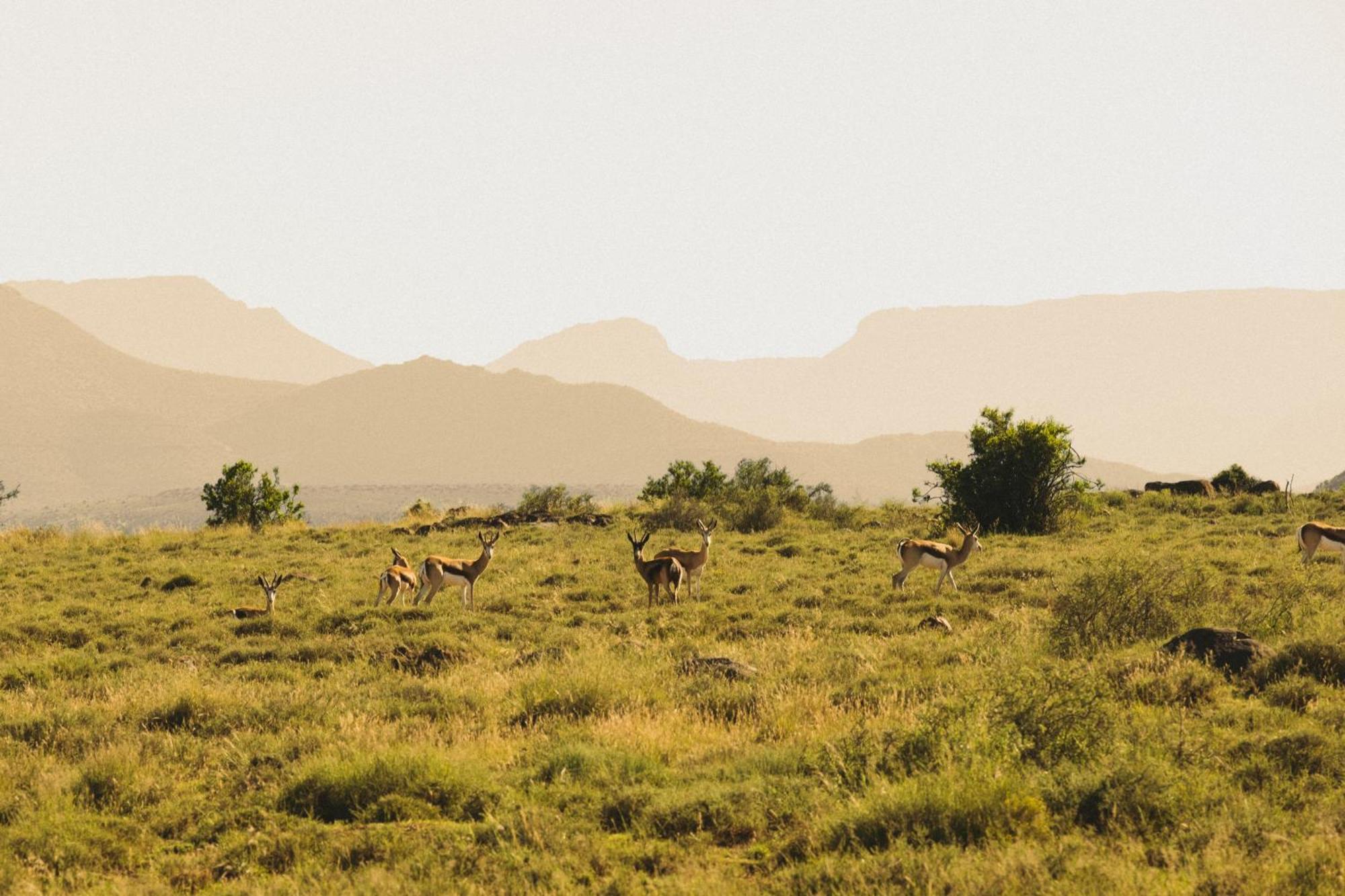Buccara Wildlife Reserve Graaff-Reinet Zewnętrze zdjęcie
